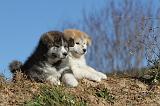 AKITA INU 092